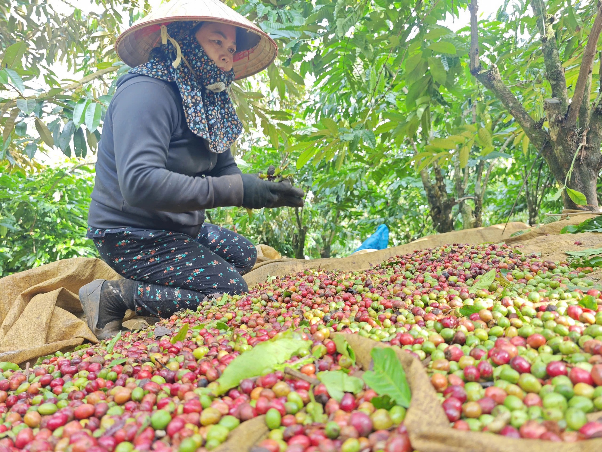 Việt Nam nhập khẩu nhiều nông sản, có đáng lo?- Ảnh 2.