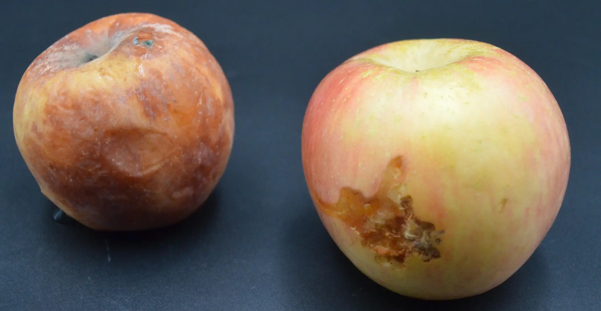 Sai lầm ai cũng mắc: Không phải thức ăn thừa mà 5 loại thực phẩm này mới là 