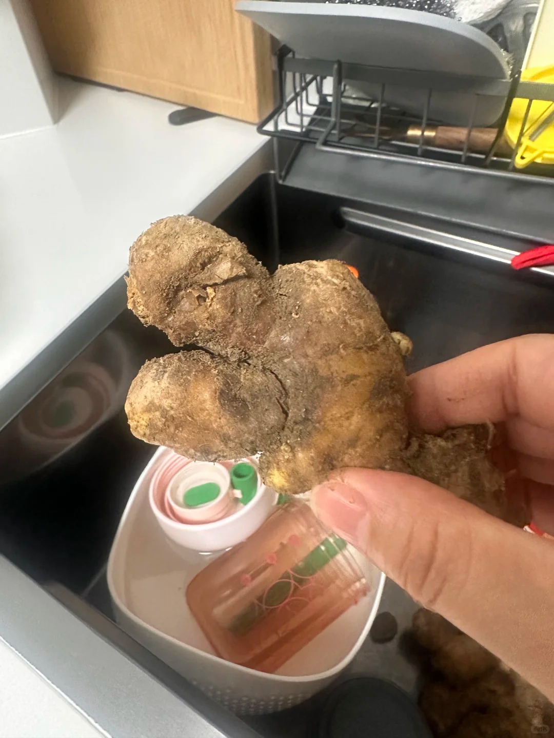 Nhiều chị em trồng gừng bonsai nhưng chẳng được mấy ngày đã thối um cả nhà, đây là lý do chí mạng - Ảnh 2.