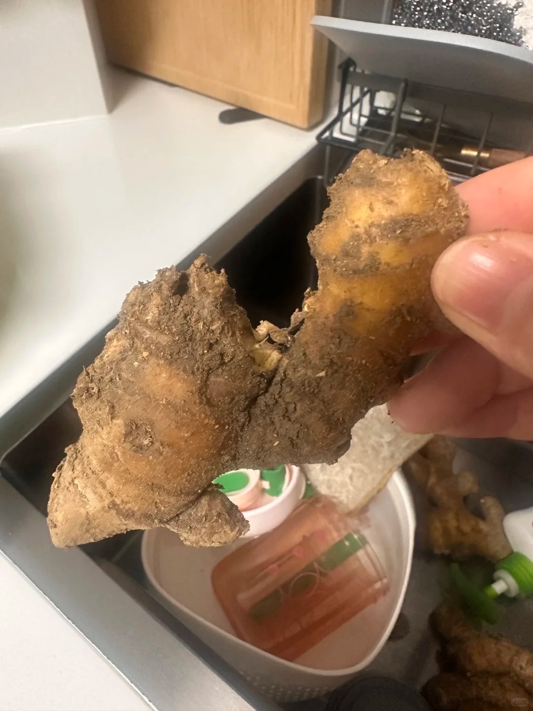 Nhiều chị em trồng gừng bonsai nhưng chẳng được mấy ngày đã thối um cả nhà, đây là lý do chí mạng - Ảnh 3.