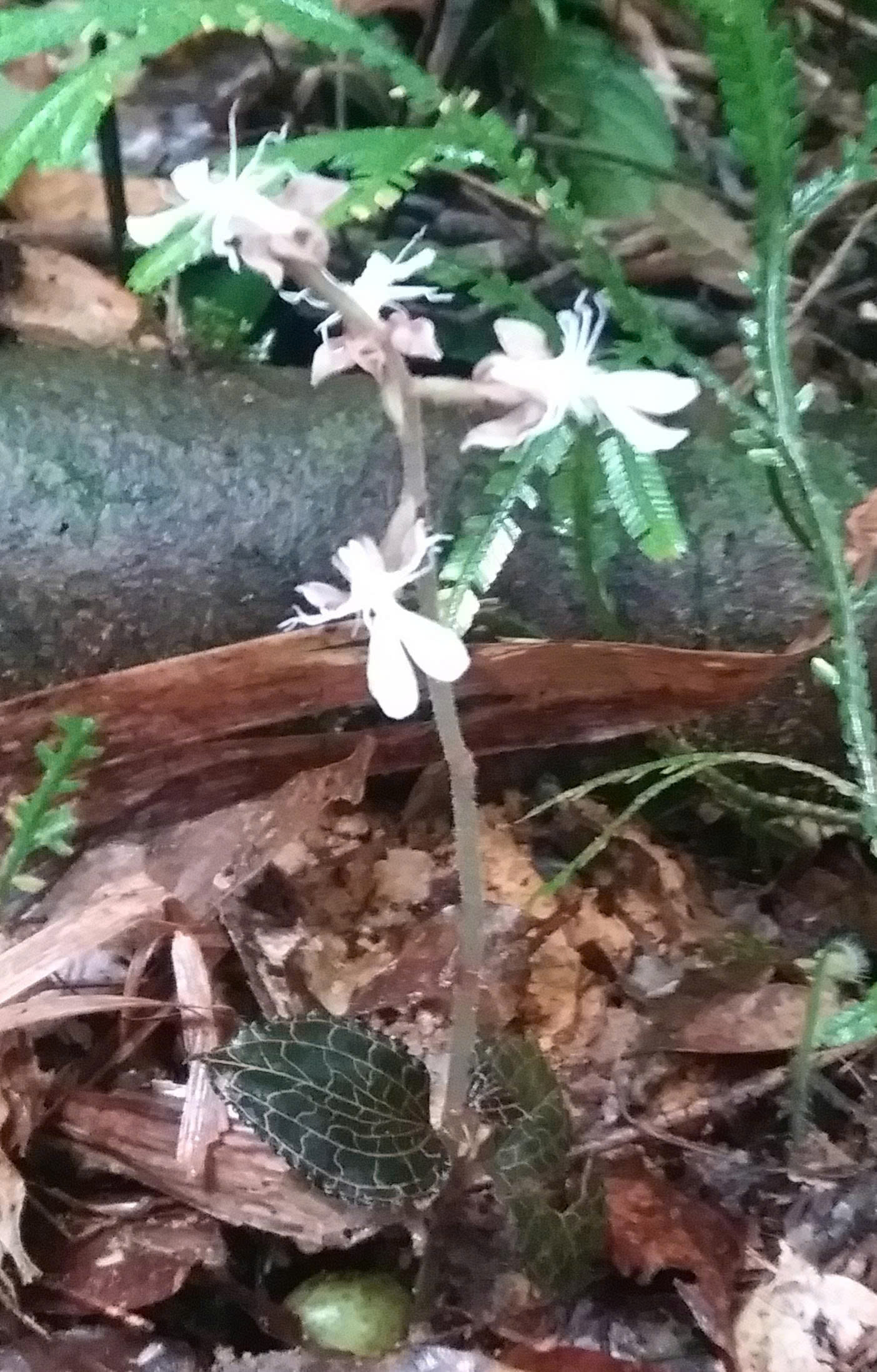 Hoa lan quý hiếm đã nở trên rừng đặc dụng Pù Luông - Ảnh 4.