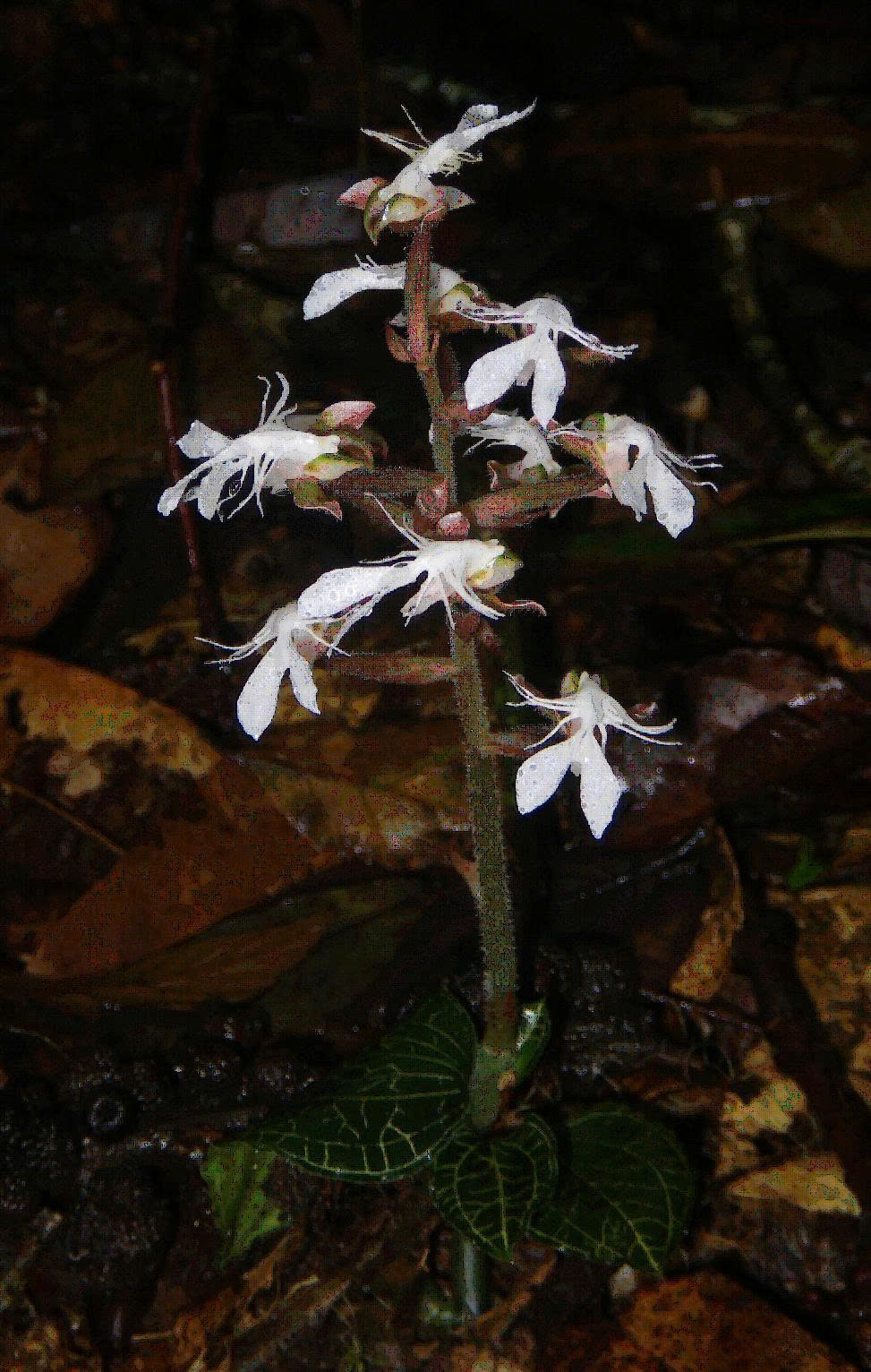 Hoa lan quý hiếm đã nở trên rừng đặc dụng Pù Luông - Ảnh 5.