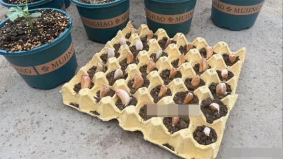 khay-dung5-ngoisaovn-w600-h338 2 khay đựng, đựng trứng, mẹo vặt gia đình