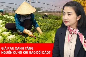 Giá rau xanh tăng ‘chóng mặt’, nguồn cung từ Lâm Đồng khi nào dồi dào trở lại? 