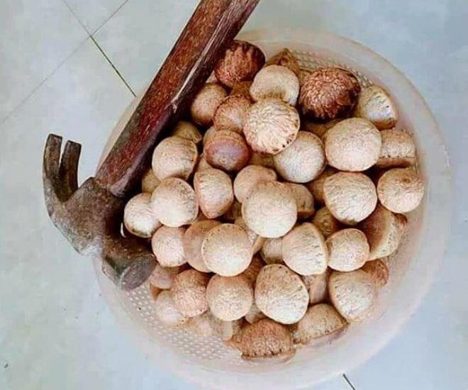 Loại quả phải dùng búa để ăn, xưa đầy không ai nhặt nay chưa rụng đã có người amp;#34;sănamp;#34;, hàng không có mà bán - 3