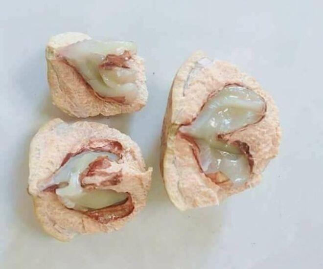 Loại quả phải dùng búa để ăn, xưa đầy không ai nhặt nay chưa rụng đã có người amp;#34;sănamp;#34;, hàng không có mà bán - 4