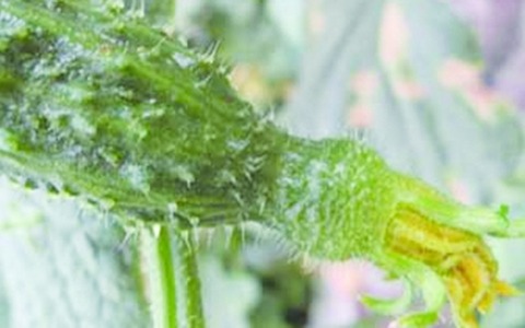 Ra chợ mua rau thấy 5 dấu hiệu này: Khả năng cao đã ngâm hóa chất, mạnh dạn quay xe- Ảnh 2. Ra chợ mua rau thấy 5 dấu hiệu này: Khả năng cao đã ngâm hóa chất, mạnh dạn quay xe- Ảnh 2.