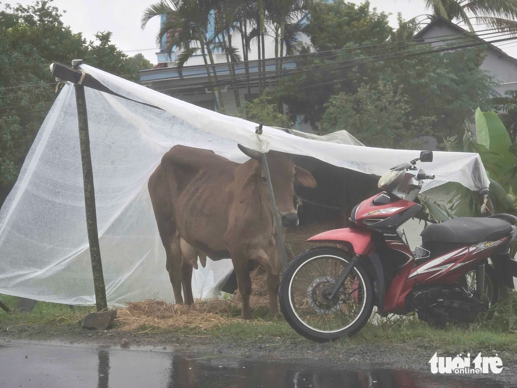 ngập lụt - Ảnh 6.