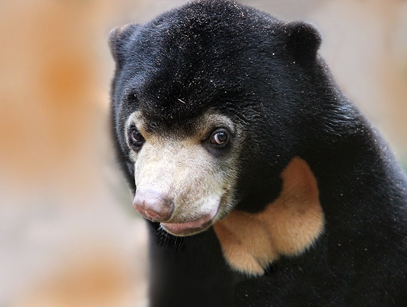 Đặt camera giữa rừng sâu, các nhà bảo tồn bất ngờ phát hiện loài vật cực kỳ quý hiếm vắng bóng hơn 20 năm- Ảnh 3.