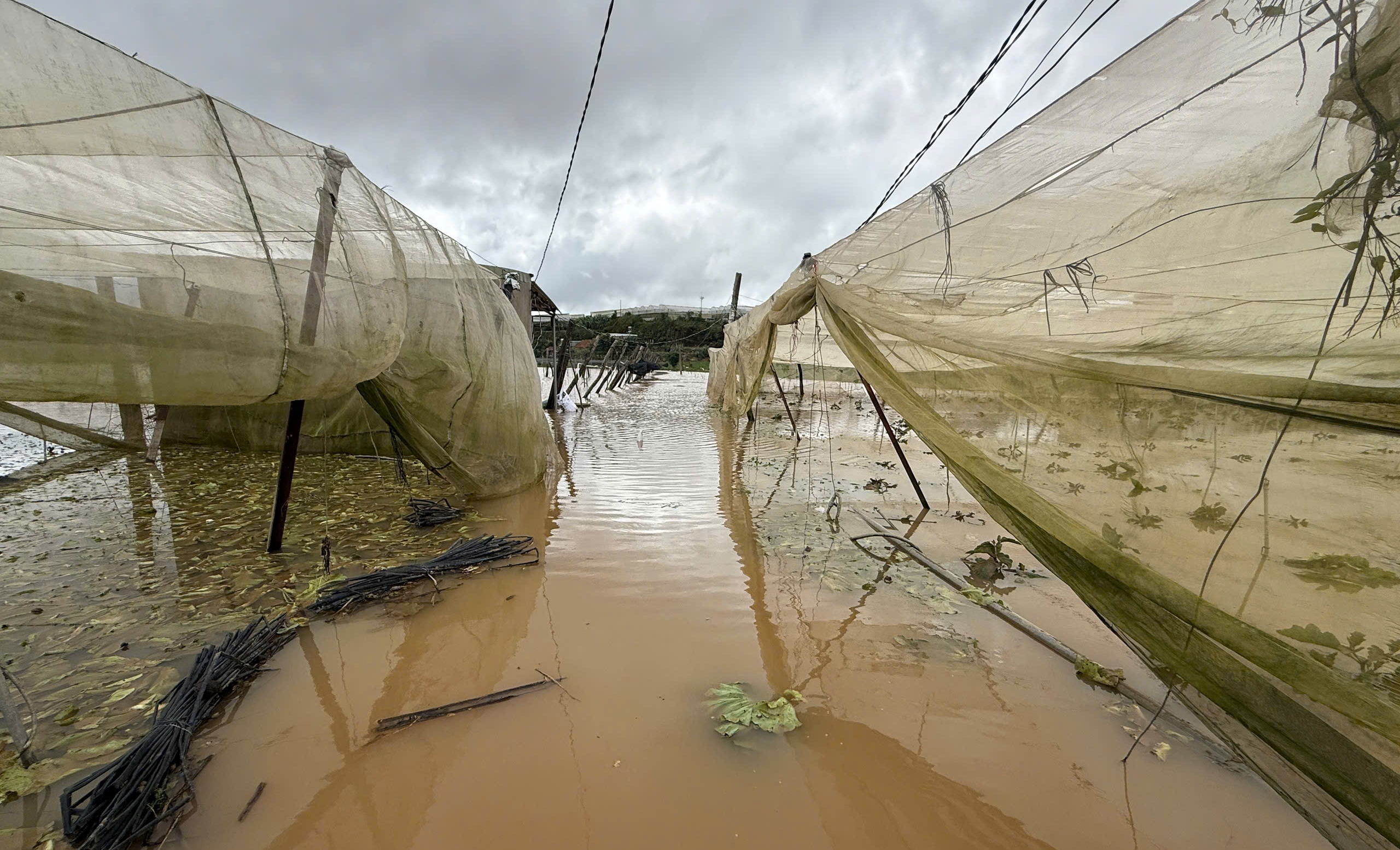 Ngập kéo dài, nông dân trồng rau ở Lâm Đồng chịu tổn thất nặng nề 2 Nông dân trồng rau ở Lâm Đồng thiệt hại nặng vì ngập - Ảnh 2.