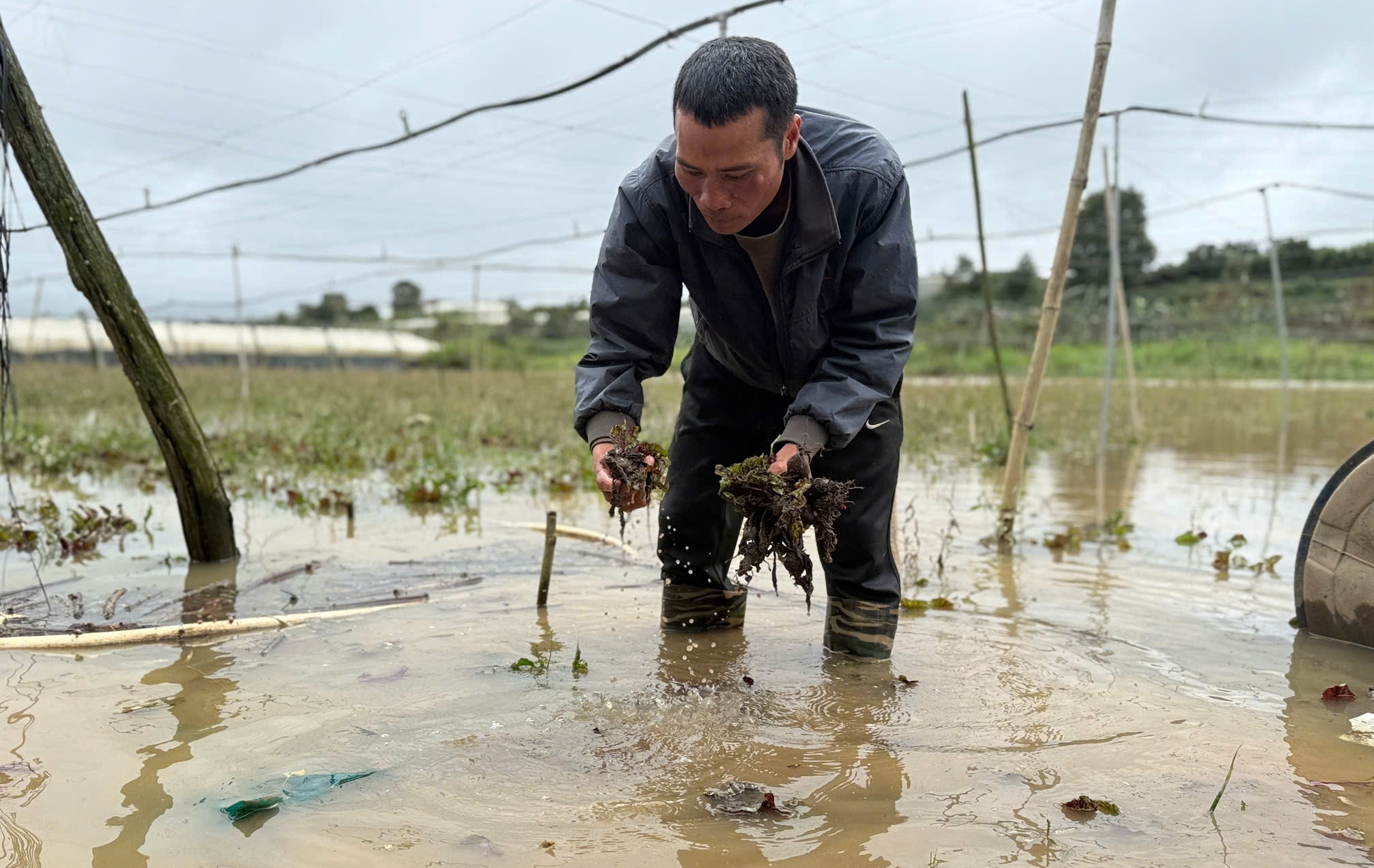 Ngập kéo dài, nông dân trồng rau ở Lâm Đồng chịu tổn thất nặng nề 3 Nông dân trồng rau ở Lâm Đồng thiệt hại nặng vì ngập - Ảnh 3.