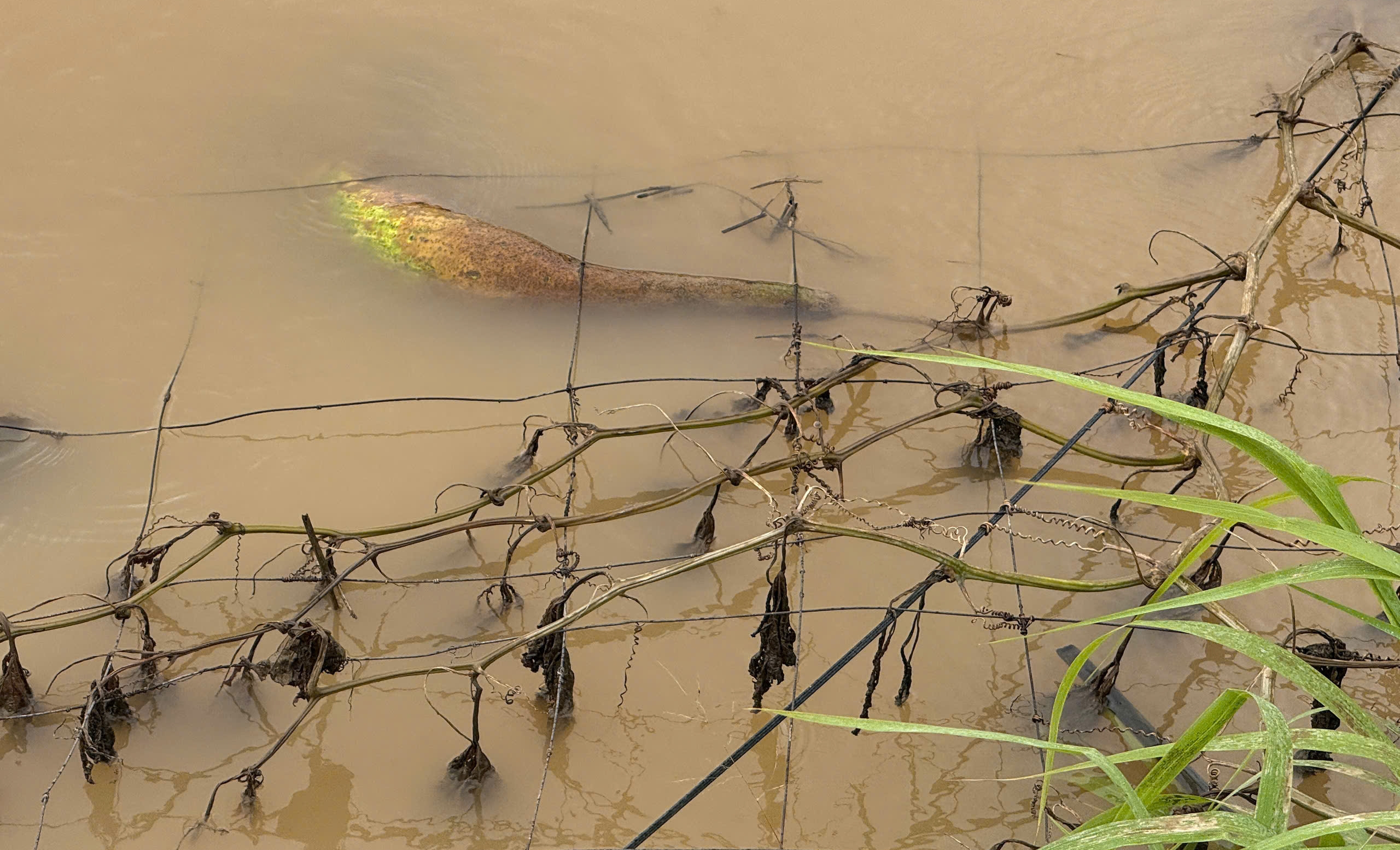 Ngập kéo dài, nông dân trồng rau ở Lâm Đồng chịu tổn thất nặng nề 4 Nông dân trồng rau ở Lâm Đồng thiệt hại nặng vì ngập - Ảnh 4.