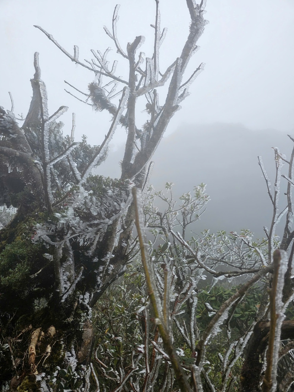 Khách sửng sốt thấy băng giá trắng xóa phủ đỉnh Tà Xùa, nhiệt độ chỉ 0 độ C - 2