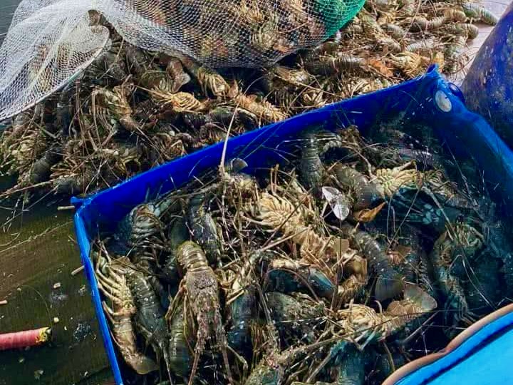 Tôm hùm chết hàng loạt do sốc nước lũ, nhiều khu vực ngập sâu dân đợi ứng cứu tại Đắk Lắk - Ảnh 2.