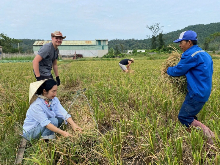 Khách Tây đi du lịch xuống ruộng gặt lúa, kéo cày cùng nông dân trên đảo Cô Tô - 2