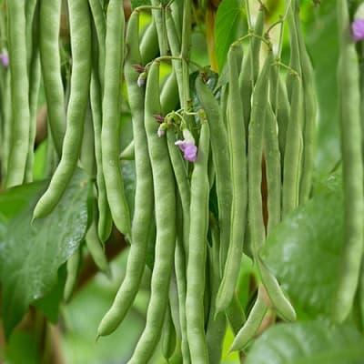 rau tăng 2 giá rau, rau tăng giá, kiến thức