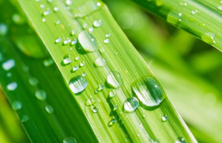 8 loại cây đuổi ruồi muỗi tốt nhất cho sân vườn của bạn- Ảnh 3. 8 loại cây đuổi ruồi muỗi tốt nhất cho sân vườn của bạn- Ảnh 3.