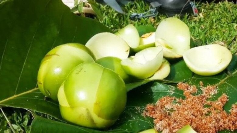 Loại quả nhắc tên đã amp;#34;rớt nước miếngamp;#34;, xưa chỉ mọc dại không ai thèm ăn nay thành của hiếm phải đặt trước mới có - 2