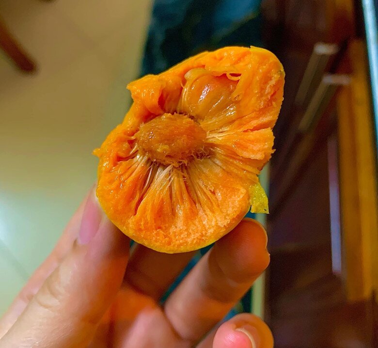 Thứ quả có ruột màu hồng cực xinh xưa đầy ở quê nay thành đặc sản thành phố, giá ngang trái cây nhập khẩu 3 Thứ quả có ruột màu hồng cực xinh xưa đầy ở quê nay thành đặc sản thành phố, giá ngang trái cây nhập khẩu - 3