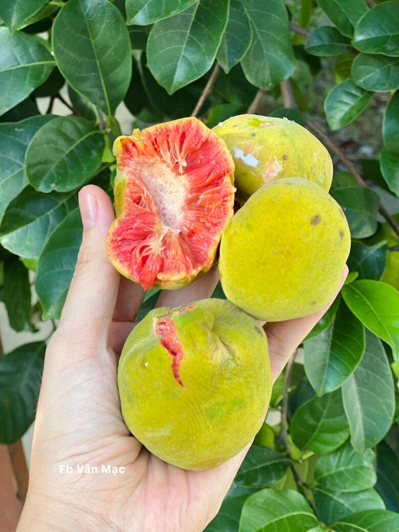 Thứ quả có ruột màu hồng cực xinh xưa đầy ở quê nay thành đặc sản thành phố, giá ngang trái cây nhập khẩu 4 Thứ quả có ruột màu hồng cực xinh xưa đầy ở quê nay thành đặc sản thành phố, giá ngang trái cây nhập khẩu - 4