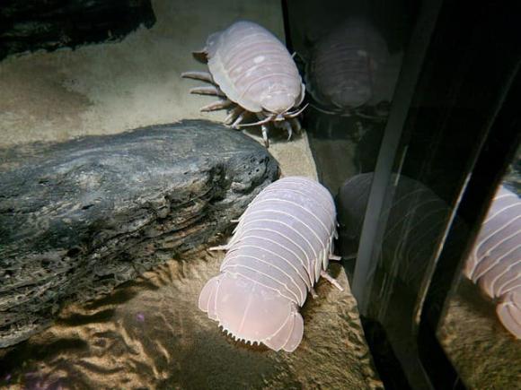 Lần đầu tiên tìm thấy loài vật hiếm chỉ có ở Việt Nam: Kích thước lớn nhất thế giới, nguồn gốc tiến hóa bí ẩn 3 Loài vật quý hiếm tại việt nam, bọ biển