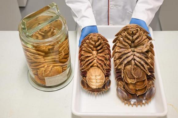 Lần đầu tiên tìm thấy loài vật hiếm chỉ có ở Việt Nam: Kích thước lớn nhất thế giới, nguồn gốc tiến hóa bí ẩn 4 Loài vật quý hiếm tại việt nam, bọ biển