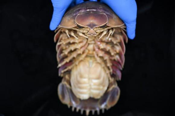 Lần đầu tiên tìm thấy loài vật hiếm chỉ có ở Việt Nam: Kích thước lớn nhất thế giới, nguồn gốc tiến hóa bí ẩn 5 Loài vật quý hiếm tại việt nam, bọ biển