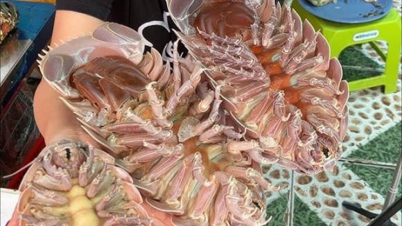 Lần đầu tiên tìm thấy loài vật hiếm chỉ có ở Việt Nam: Kích thước lớn nhất thế giới, nguồn gốc tiến hóa bí ẩn 6 Loài vật quý hiếm tại việt nam, bọ biển