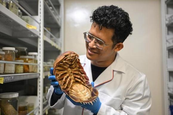 Lần đầu tiên tìm thấy loài vật hiếm chỉ có ở Việt Nam: Kích thước lớn nhất thế giới, nguồn gốc tiến hóa bí ẩn 7 Loài vật quý hiếm tại việt nam, bọ biển