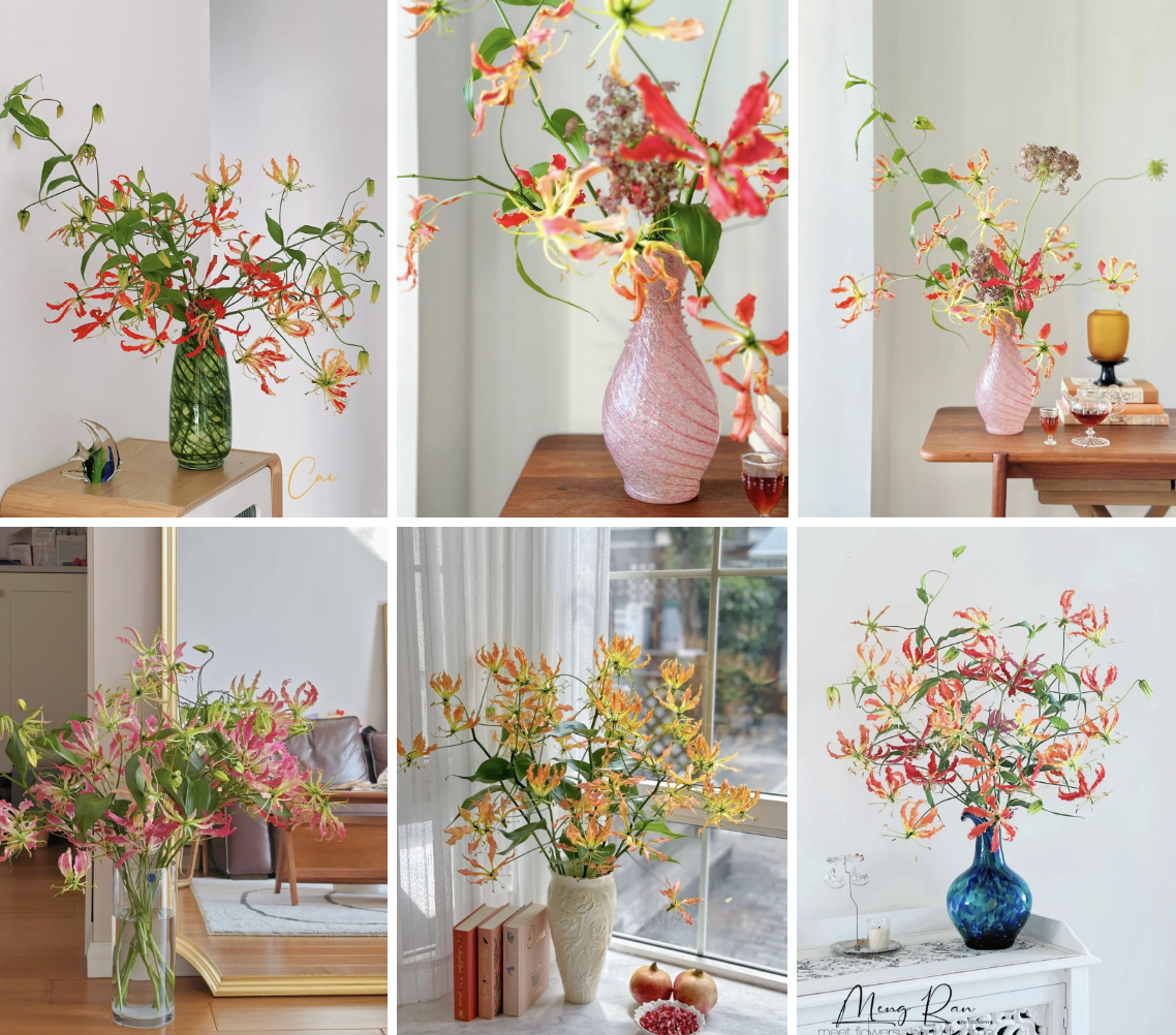 Hoa ngót nghẻo đẹp mê như bó lửa đỏ nhưng cực độc: Mẹ nào mê cắm Tết nhớ đọc kỹ trước khi mua- Ảnh 3.