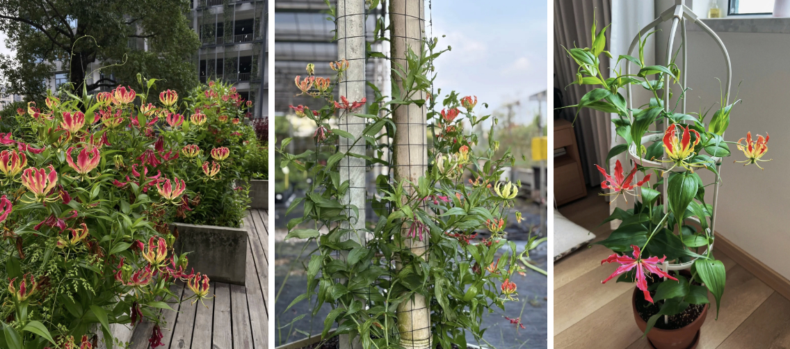 Hoa ngót nghẻo đẹp mê như bó lửa đỏ nhưng cực độc: Mẹ nào mê cắm Tết nhớ đọc kỹ trước khi mua- Ảnh 5.