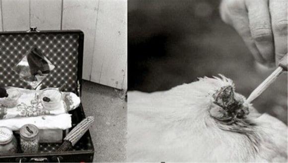 gà không đầu, gà mike