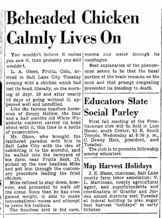 gà không đầu, gà mike