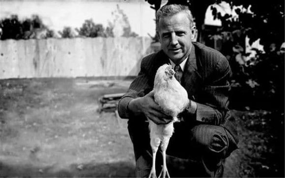 gà không đầu, gà mike