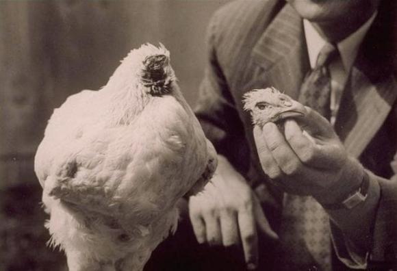 gà không đầu, gà mike