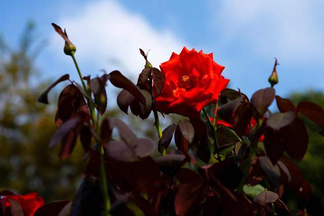 Phụ nữ giữ được sự tĩnh lặng trong 2 việc này rất khôn ngoan, ắt có phúc đức sâu dày - 3