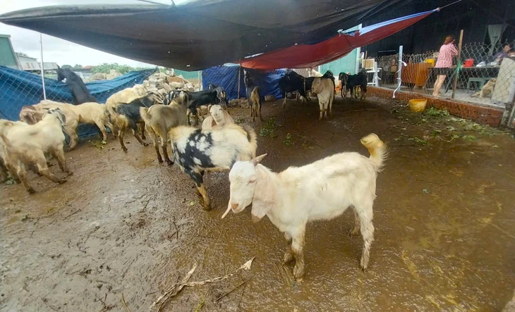 Nha Trang - Ảnh 4.