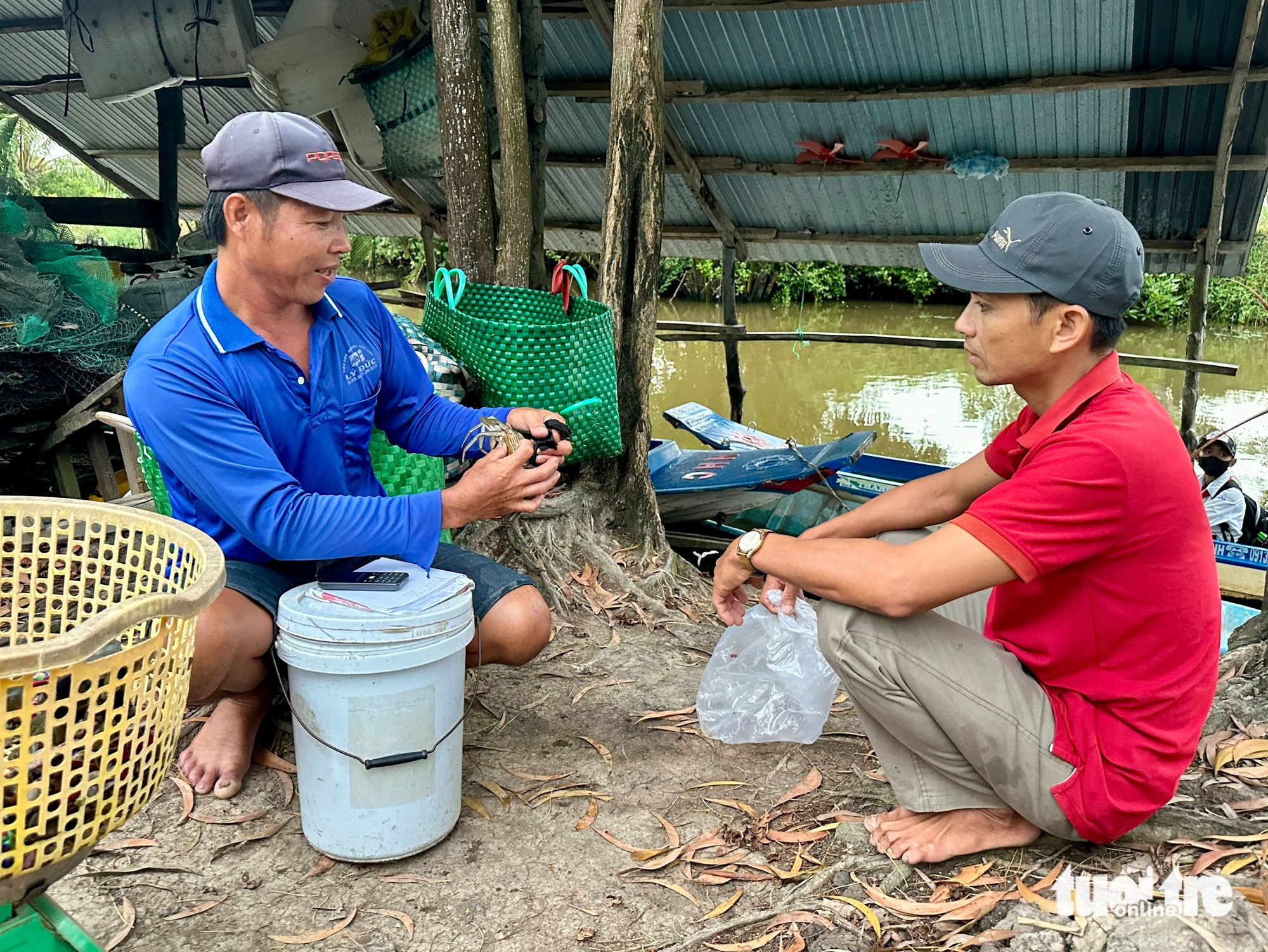 Giá cua biển tại miền Tây nơi tăng, nơi giảm trong dịp Noel? - Ảnh 4.