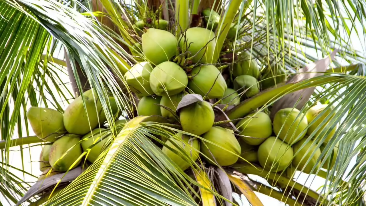 10 loại cây vô tình 10 loại cây vô tình