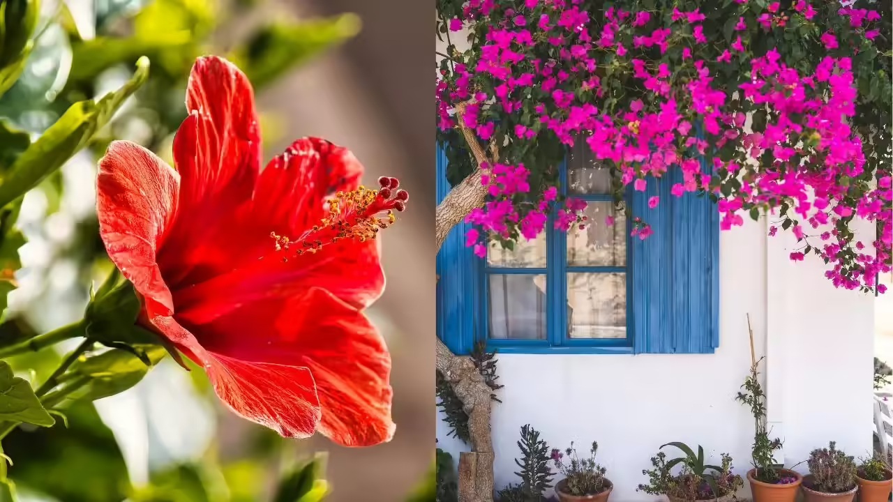 10 loại cây vô tình 10 loại cây vô tình