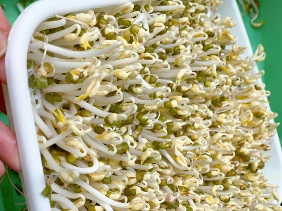 giá rau xanh tăng cao 1 Giá rau xanh tăng cao, thị trường rau xanh