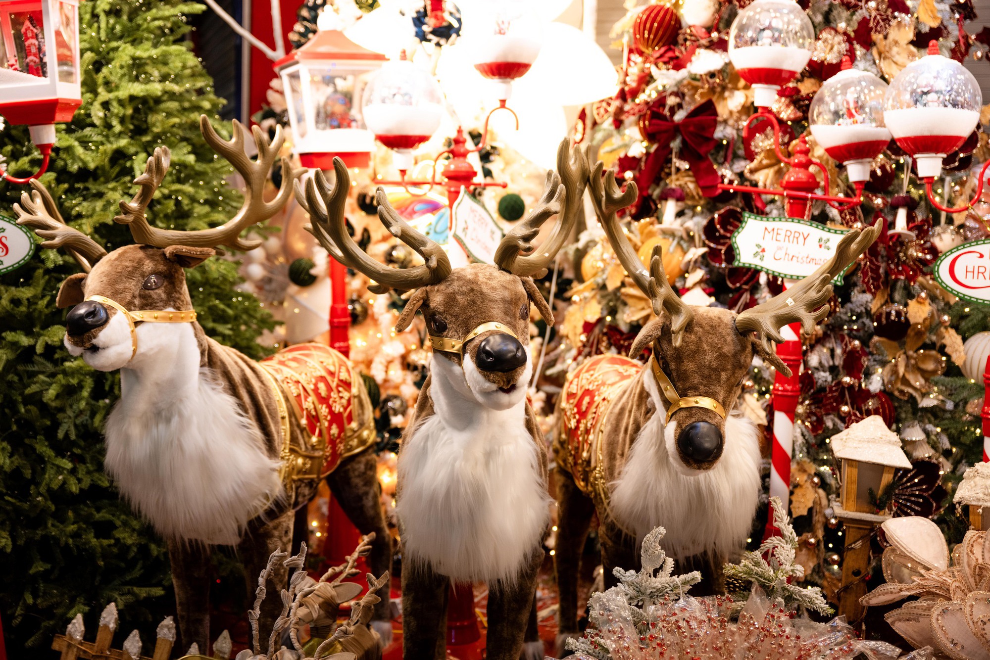 Clip: Giáng sinh Hàng Mã năm nay đỉnh thế!- Ảnh 7.