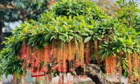 cây lộc vừng, 2 mệnh thích hợp trồng cây lộc vừng, mệnh Mộc, mệnh Hỏa, ý nghĩa cây lộc vừng