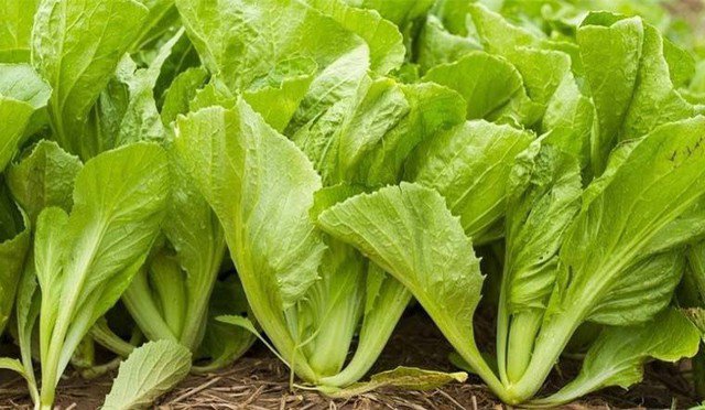 Cải xanh là loại rau quen thuộc, có thân giòn, lá xanh đậm, phù hợp với nhiều món lẩu.