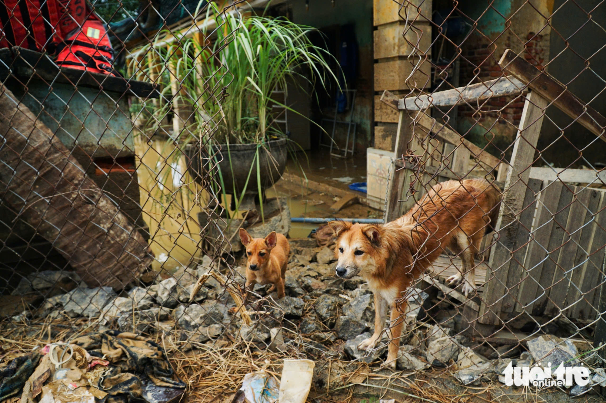 Ở vùng rốn lũ Khánh Hòa: Con trai bất lực nhìn cha chết trong dòng nước lũ- Ảnh 10. Khánh Hòa - Ảnh 12.