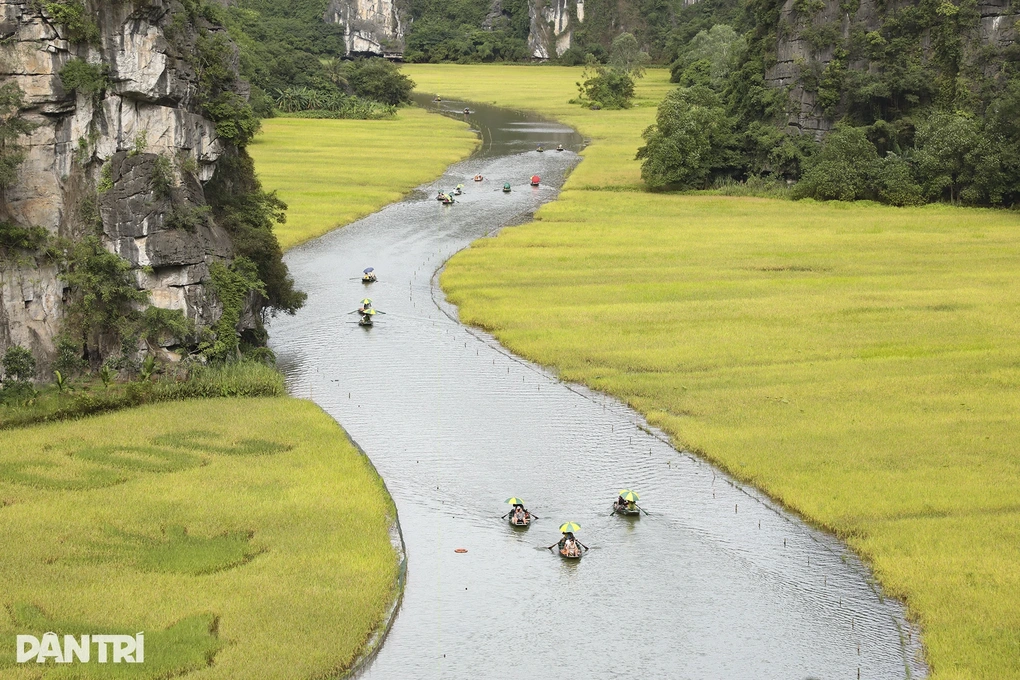 Khách Tây mê làm nông dân ở Việt Nam: Sáng cấy lúa, chiều chăn trâu - 3