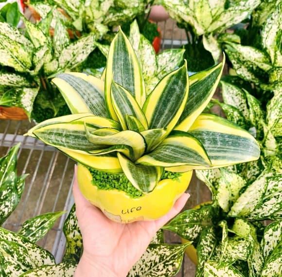 06-cay-phong-thuy-1.jpg 1 NASA, cây cảnh