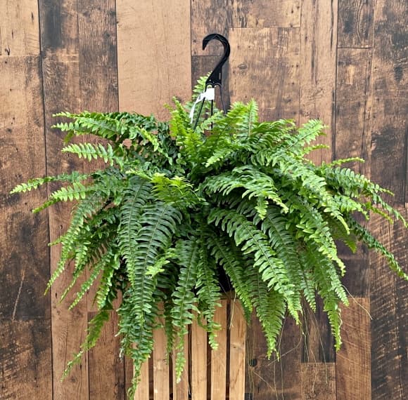 06-cay-phong-thuy-1.jpg 2 NASA, cây cảnh