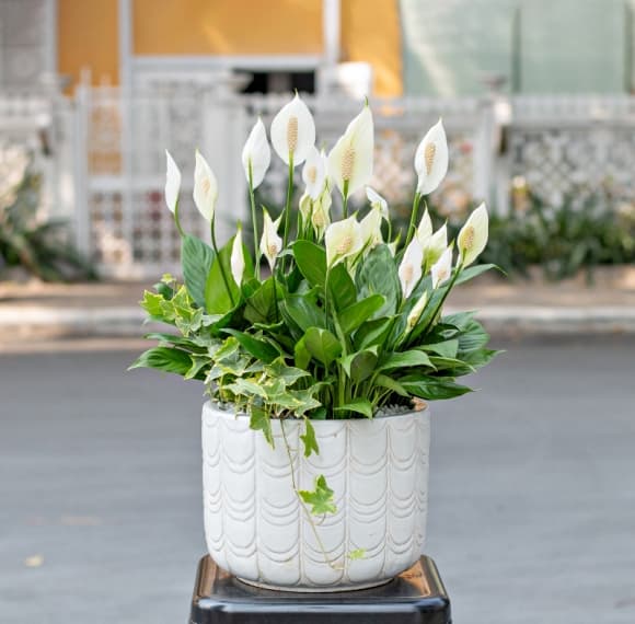 06-cay-phong-thuy-1.jpg 6 NASA, cây cảnh