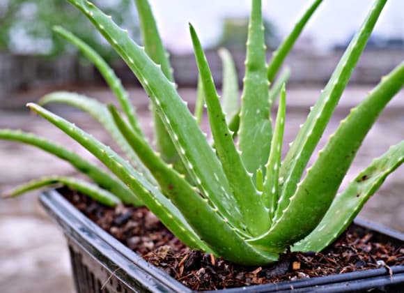 06-cay-phong-thuy-1.jpg 4 NASA, cây cảnh